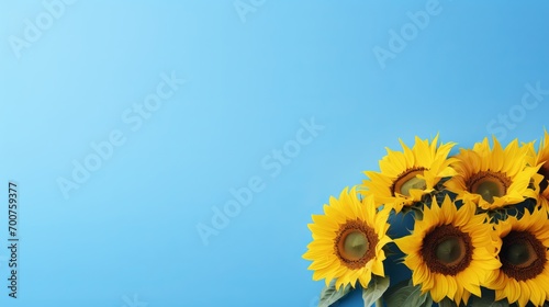 Ukraine Independence Day. Solemnly Decorated Sunflowers on Light Blue Background