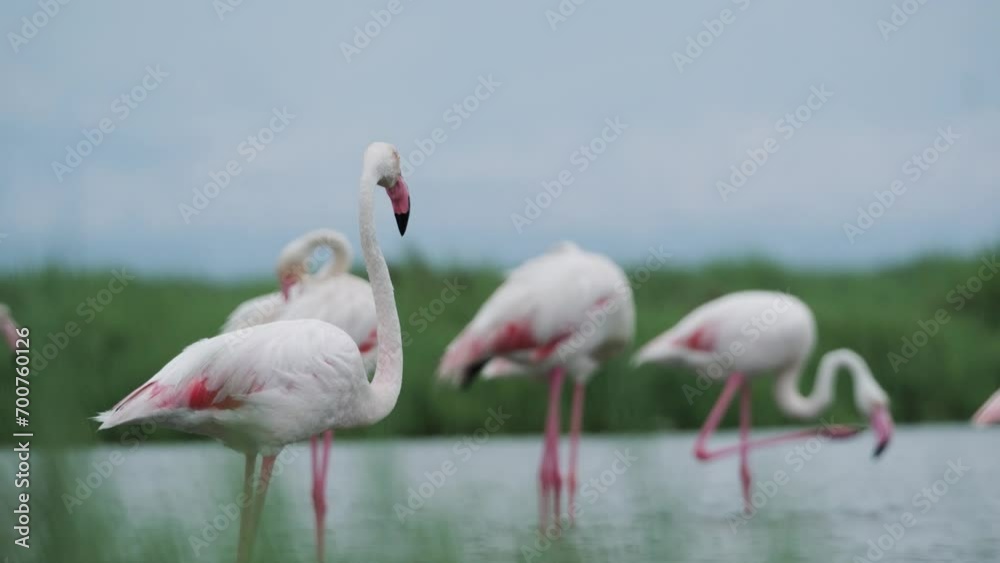 Greater flamingo. White flamingo. Flamingos in the delta. Greater flamingo. White flamingo. Flamingos in the delta.
