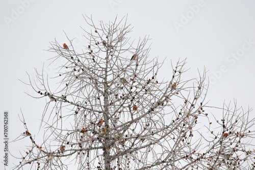 A flock of Red or common crossbills (loxia curvirostra) are perched in the top of a conifer tree in the dolomite mountain region of Italy. Snowy mountain background. photo