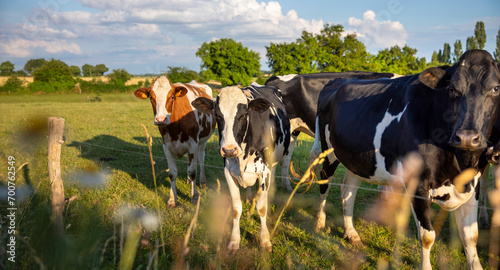 Troupeau de vaches laitières dans les champs en pleine nature.