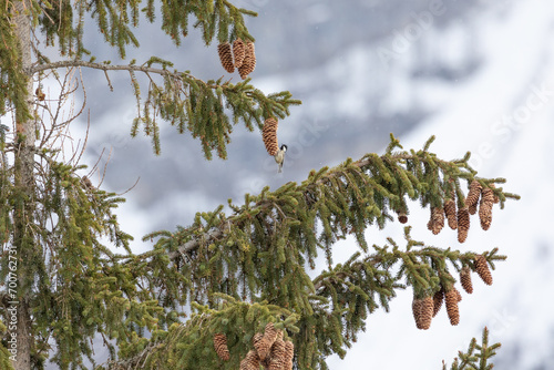 Coal Tit (Periparus ater) feeding on pine cones high up in a conifer tree in the dolomite mountain region of Italy. Snowy mountain background. photo