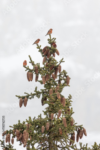 Three male red or common crossbills (loxia curvirostra) are perched in the top of a conifer tree in the dolomite mountain region of Italy. Snowy mountain background.