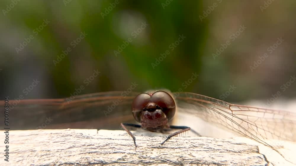 A dragonfly moves its jaws in close-up. A dragonfly moves its jaws in close-up.