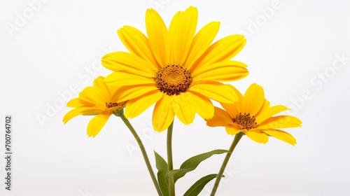 Yellow daisy flower on a white isolated background white
