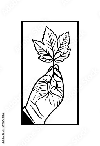 someone's hand is holding a maple leaf that has fallen from the tree trunk. black and white colors. abstract tibal line style. photo