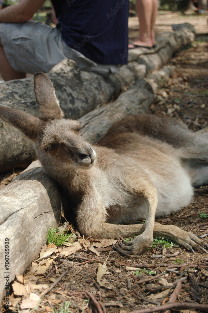 Fototapeta premium An Eastern Grey Kangaroo resting alongside visitors at Featherdale Wildlife park in Sydney, Australia