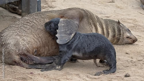Brown fur seals nursing a baby, Cape Cross Seal Reserve, Namibia, Africa