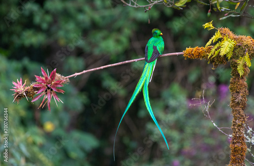 Quetzal sitting on a branch