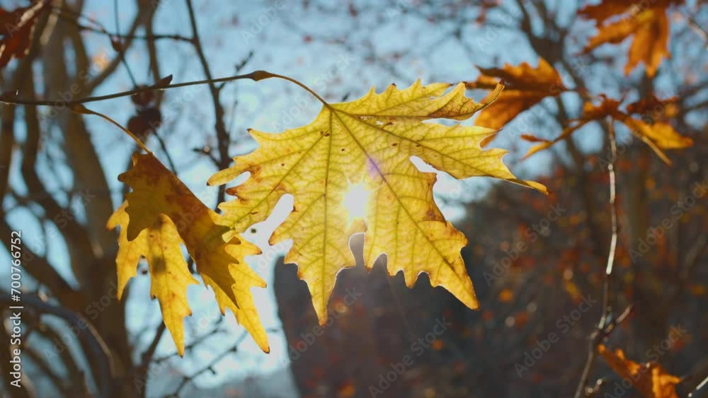 Autumn colorful bright Leaves swinging in a tree in autumnal Park. Autumn colorful background, fall backdrop. Backlit, sun flare. Beautiful nature scene. Autumnal park.
Autumn colorful bright Leaves swinging in a tree in autumnal Park. Autumn colorful background, fall backdrop. Backlit, sun flare. Beautiful nature scene. Autumnal park.