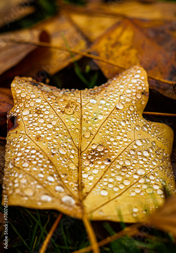 Dew on a fallen brown leaf during autumn