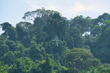 canopy of a tropical forest