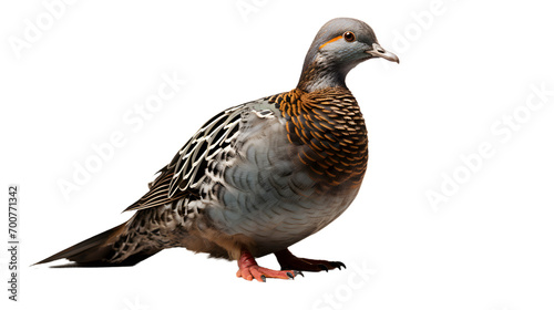 A majestic stock dove stands gracefully on a stark black background  its beady eyes and intricate feather patterns capturing the essence of untamed wildlife