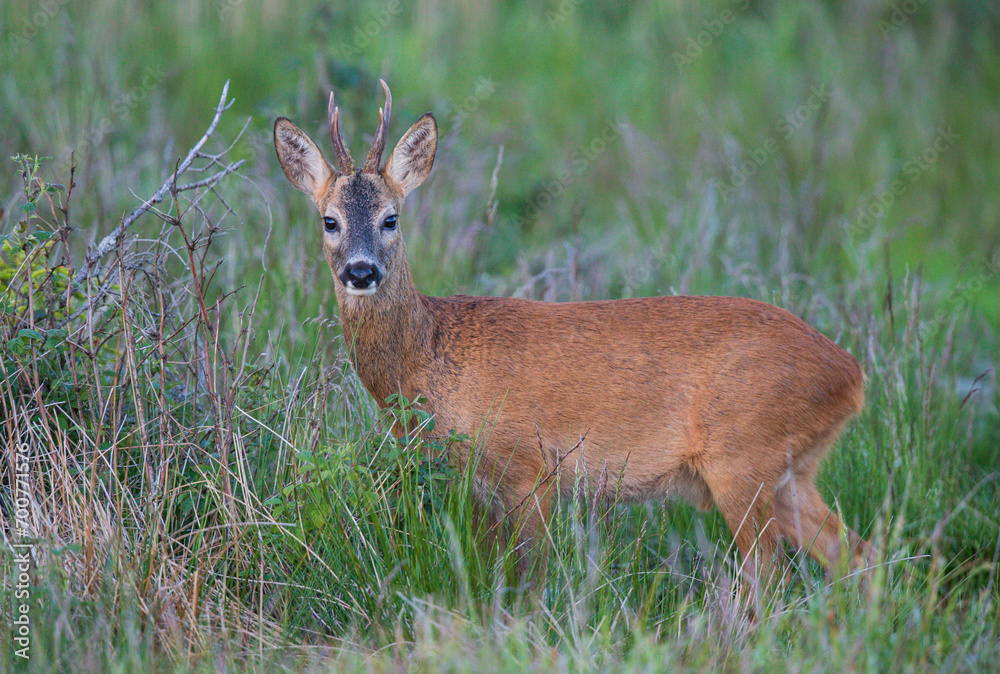 Roebuck (Capreolus capreolus) in forest, Baden-Wuerttemberg, Germany Roebuck (Capreolus capreolus) in forest, Baden-Wuerttemberg, Germany