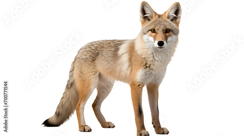 A solitary swift fox stands tall against a stark black background, embodying the fierce and cunning spirit of the canis family while also evoking a sense of wild beauty and mystery in the realm of ou photo