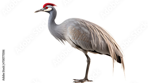 A majestic gruidae crane stands tall, its red eyes glistening in the sunlight as its long feathers sway in the gentle breeze, a symbol of grace and beauty in the wild © Daniel