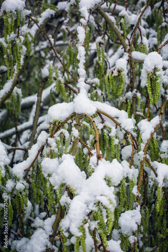 Snow on green branches