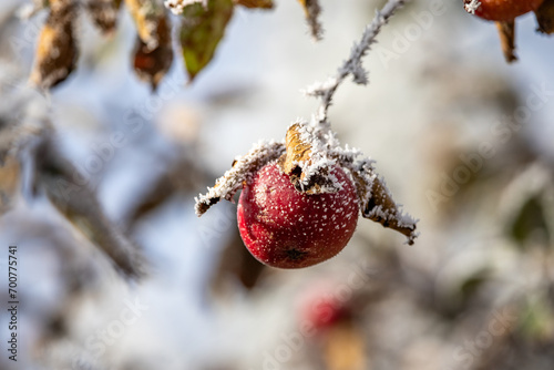 Apple with frost