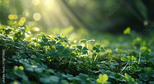 green field of shamrocks background with light rays