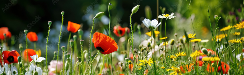Beautiful wildflowers on a green meadow. - obrazy, fototapety, plakaty 