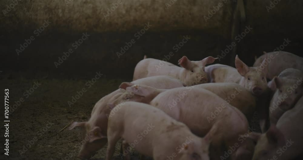 Swine Pigs Husbandry Modern Pig Farm Livestock Farm Pork Production Swine Pigs Husbandry Modern Pig Farm Livestock Farm Pork Production