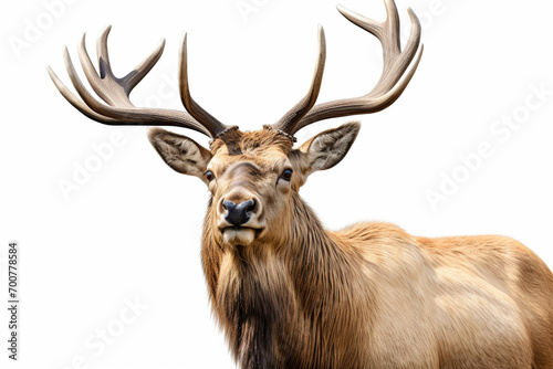 Elk close-up portrait on a white background.