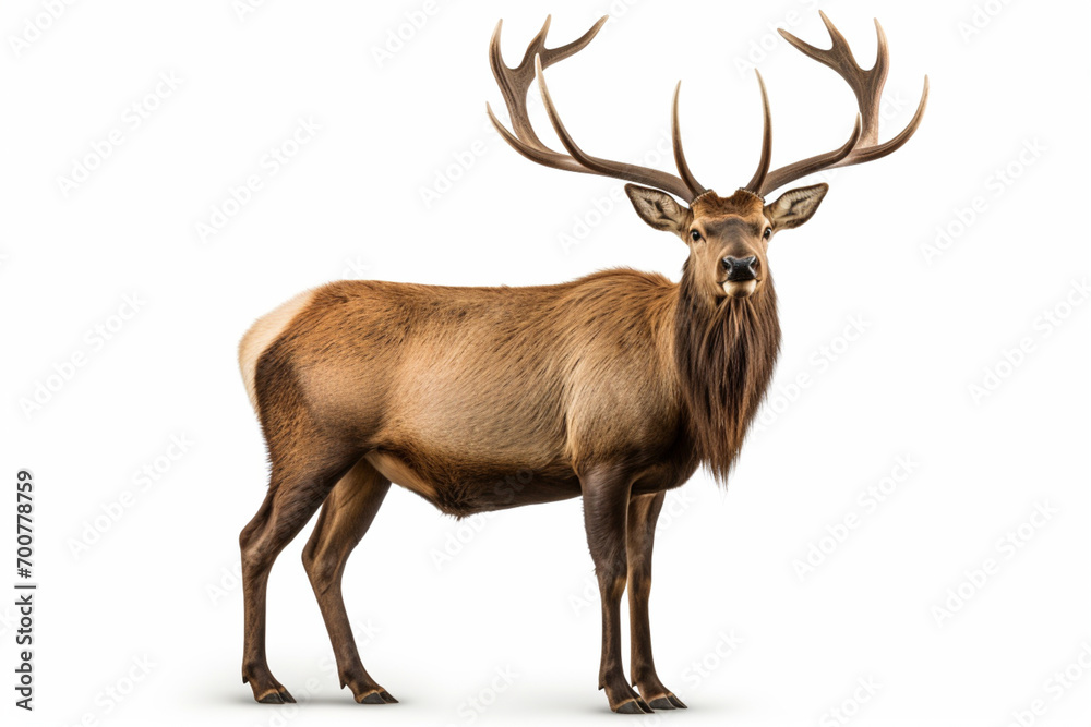 Fototapeta premium Elk standing on a white background. Animal right-side portrait.