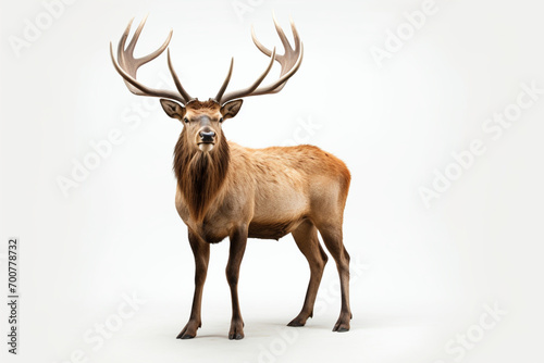 Elk standing on a white background. Animal left-side portrait.