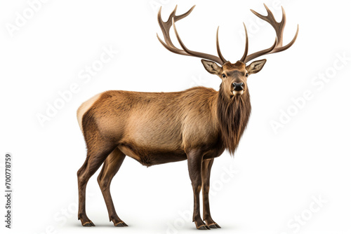 Elk standing on a white background. Animal right-side portrait.