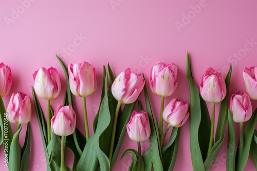 pink tulips on pink background with copy space