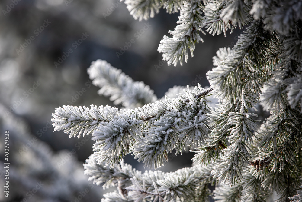 frost on branches frost on branches