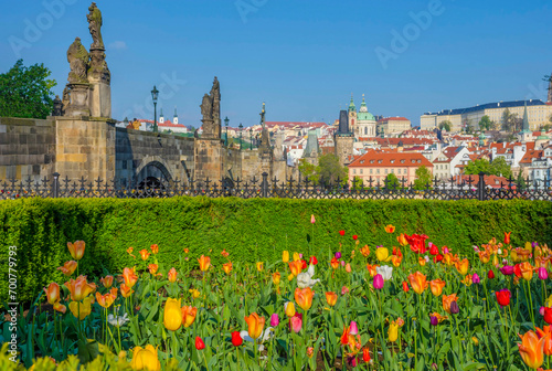 Spring cityscape with colorful tulips, Charles Bridge and Old Town of Prague, Czech Republic, in sunny day