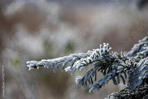 frost on branches © EricPalmer