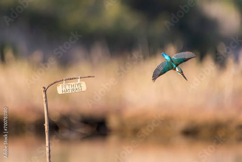 bird on the grass