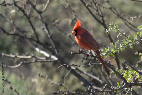 Northern Cardinal at Cholla Campgrounf, Tonto National Forest, AZ, USA © Laurens