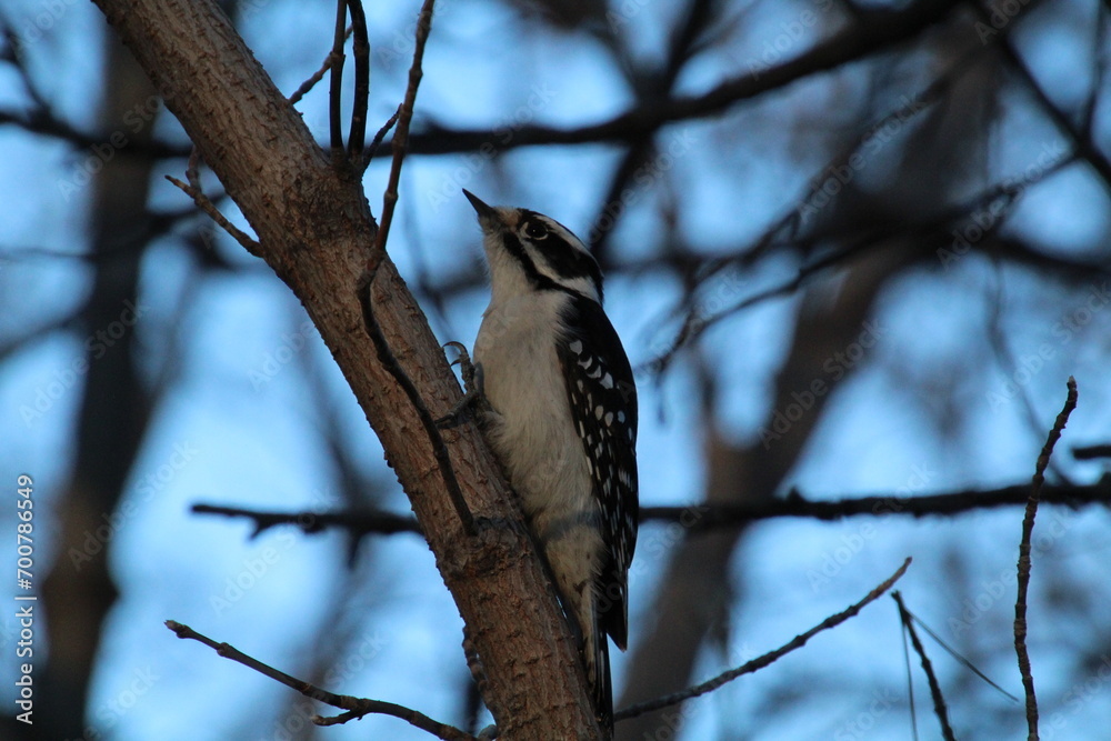 Woodpecker On A Branch, Gold Bar Park, Edmonton, Alberta Woodpecker On A Branch, Gold Bar Park, Edmonton, Alberta
