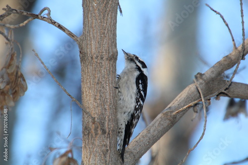Downy Woodpecker On A Tree, Gold Bar Park, Edmonton, Alberta