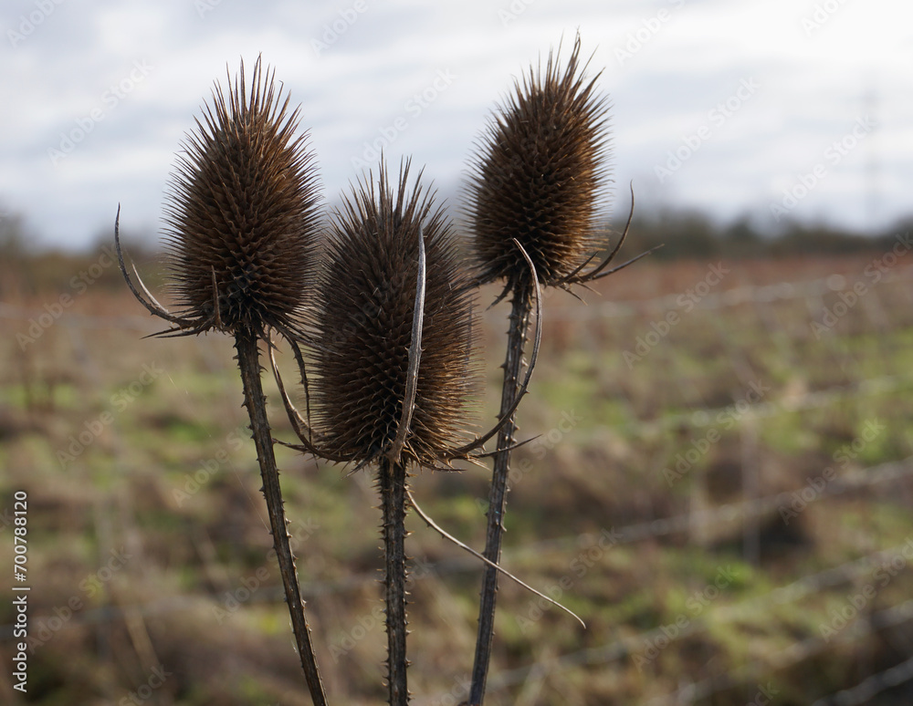 Obraz premium Three Thistles in Winter