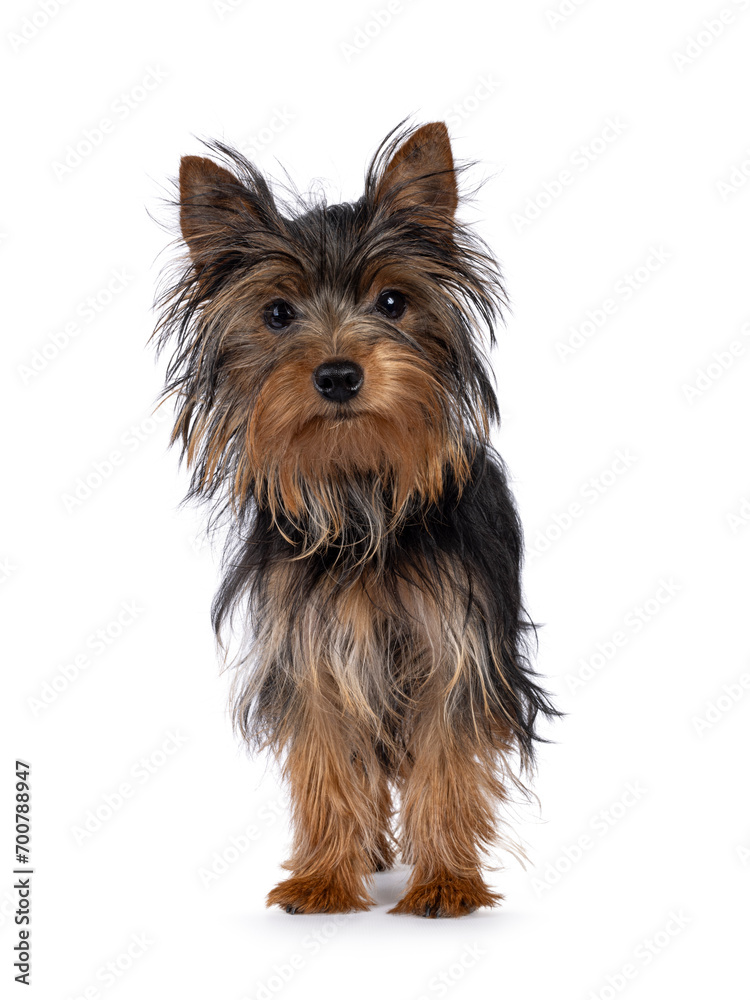 Cute little black and tan Yorkshire Terrier dog puppy, standing facing front. Looking towards camera. Isolated on a white background. Cute little black and tan Yorkshire Terrier dog puppy, standing facing front. Looking towards camera. Isolated on a white background.