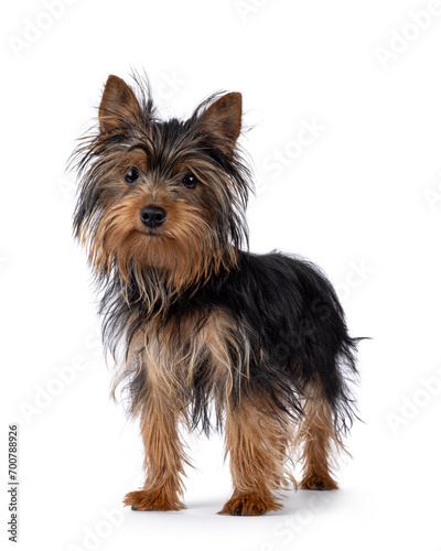 Cute little black and tan Yorkshire Terrier dog puppy, standing diagonal. Looking straight to camera. Isolated on a white background.