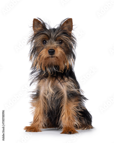 Cute little black and tan Yorkshire Terrier dog puppy, sitting up facing front. Looking towards camera. Isolated on a white background.