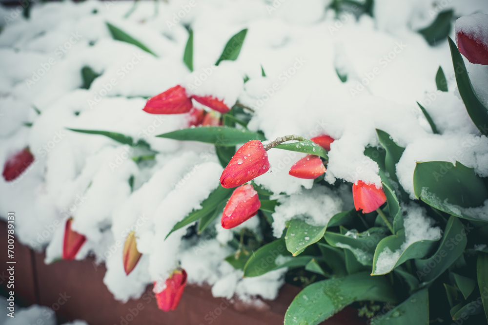 First tulips in the snow First tulips in the snow