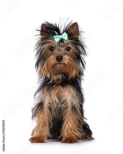 Cute little black and tan Yorkshire Terrier dog puppy, sitting up facing front wearing bow tie. Looking towards camera. Isolated on a white background. © Nynke