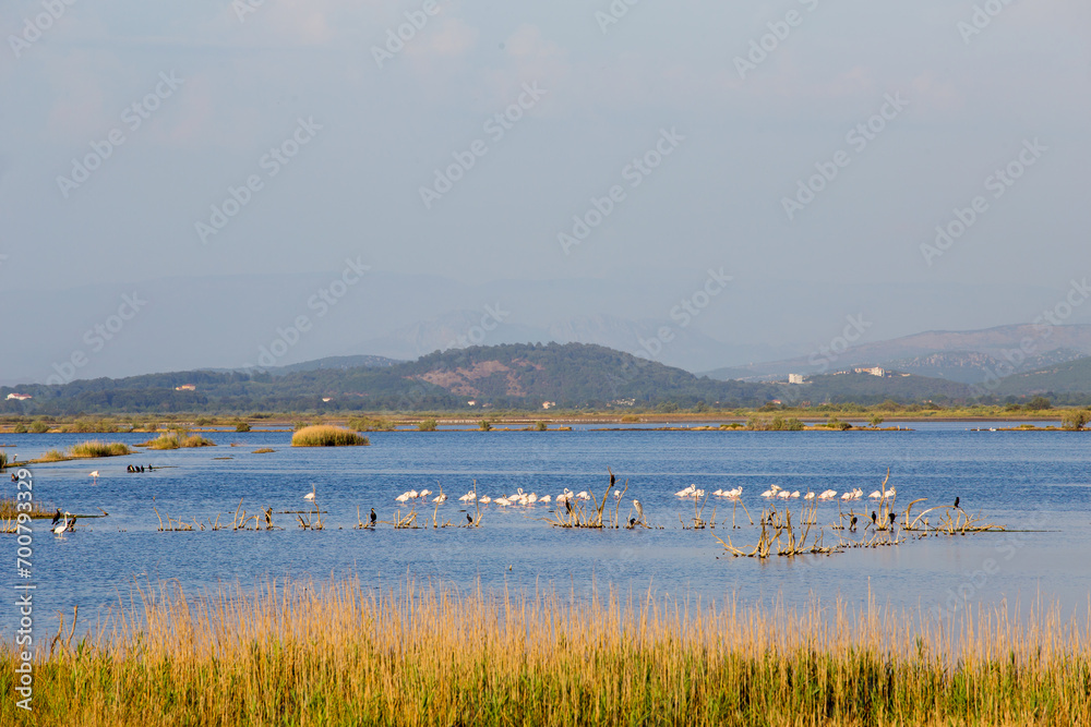 View to flamingos in Ulcinj Salina nature park, Montenegro.