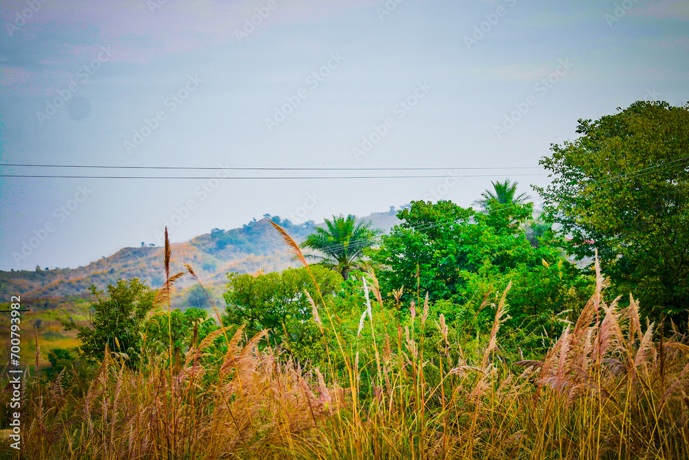 Fototapeta premium Mountain, Tree , Jungle in meadows