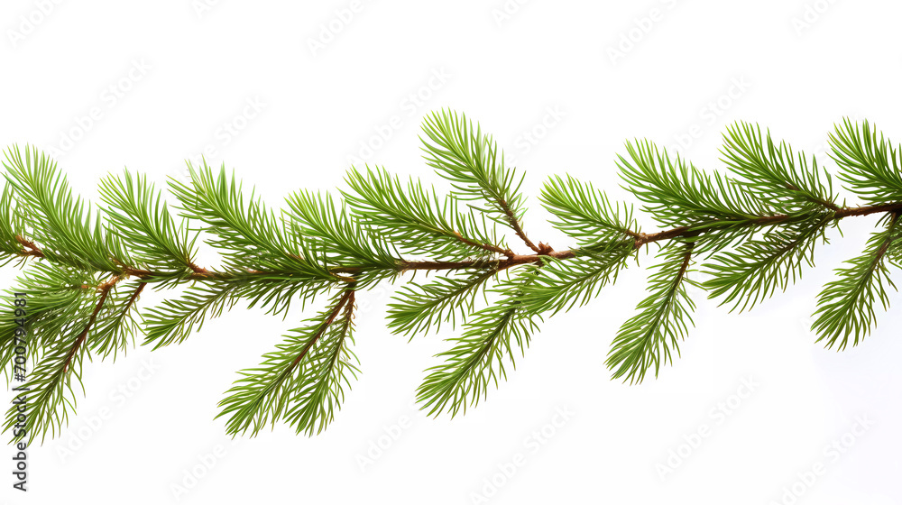A picture of a pine tree branch with green needles on it's branches and a white background with a white border
