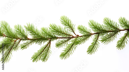 A picture of a pine tree branch with green needles on it's branches and a white background with a white border © junaid
