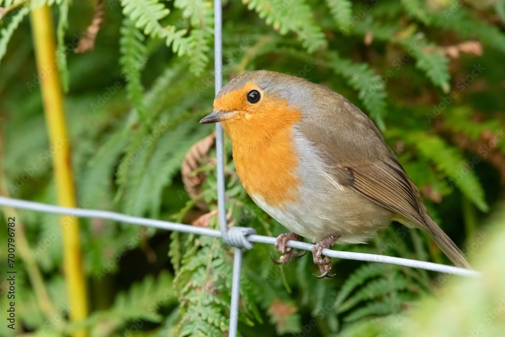 Portrait of a European robin (erithacus rubecula) perching on a wire fence Portrait of a European robin (erithacus rubecula) perching on a wire fence