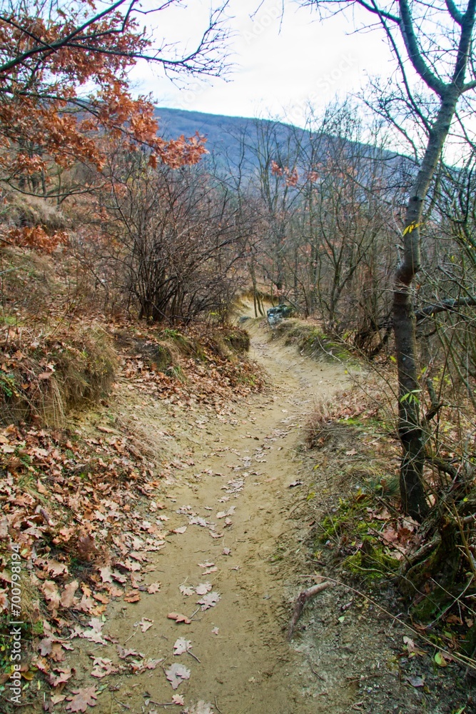 Fototapeta premium Central European forest in late autumn