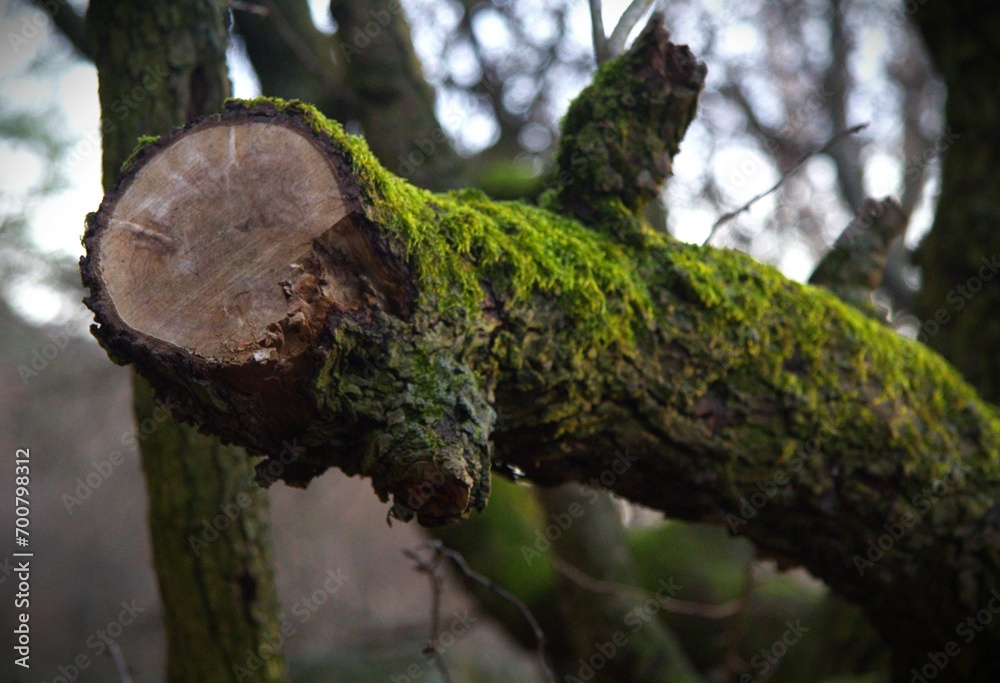Fototapeta premium Cut thick tree branch in a forest covered with moss