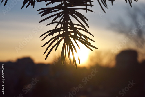 overhead view on spuce and thuja branches with cones  Christmas